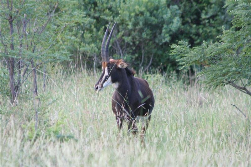 Mud Maps Africa Entabeni 8410